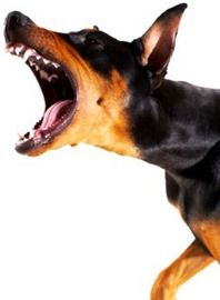 agressive dog