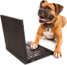 dog laptop