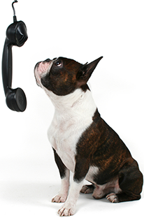 dog phone