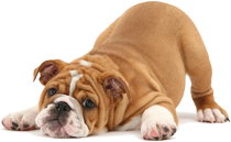 pup bulldog