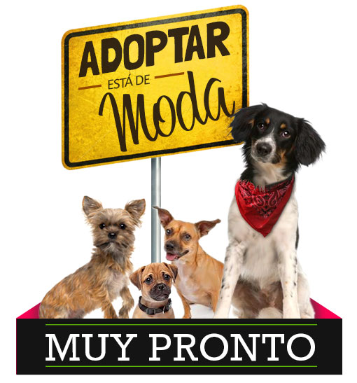 Adoptar está de moda. MUY PRONTO